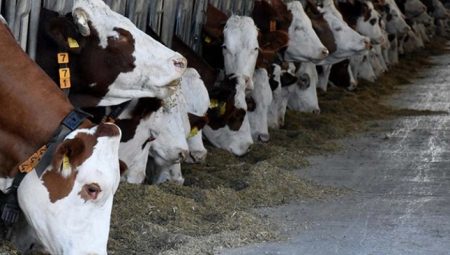 Batman’da Şap Aşısı Doz Sayısı Üçe Çıkarıldı