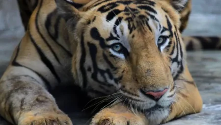 Hindistan’da Kaplan Dehşeti: 24 Saat İçinde Aynı Aileden İki Kişiyi Öldürdü