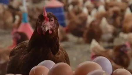 ABD’deki kuş gribi krizi Türk yumurtasına olan talebi ciddi şekilde artırdı