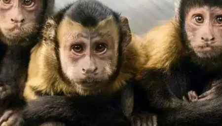 Kapuçin Maymunları Sosyal Hoşgörü Sayesinde Daha Hızlı Öğreniyor