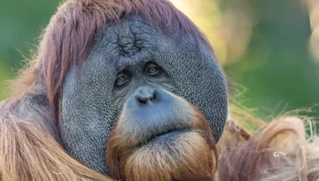 Büyük İnsansı Maymunlar da Şaka Yapıyor: Mizahın Kökleri 13 Milyon Yıl Öncesine Uzanıyor