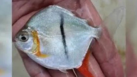 Amazon’da Yeni Keşif: Vejetaryen Beslenen Piranaya ‘Sauron’ İsmi Verildi