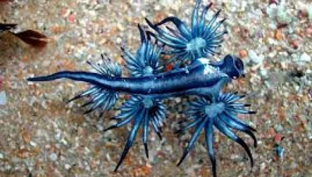 Okyanusların Gizemli Avcısı: Mavi Deniz Salyangozunun Sırları