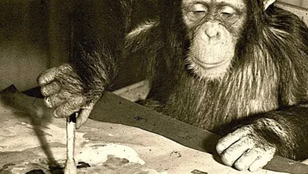 Şempanze Kültüründe Kayıp: Tek Bir Bireyin Ölümüyle Jestler Yok Oldu