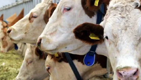 Hayvancılık Sektörü İklim Krizinin En Büyük Kaynaklarından Biri Çıktı!