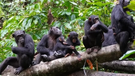 Şempanzeler, Yunuslar ve Diğer Hayvanlar: Ergenliğin Zorluklarını Sosyal Öğrenme Üzerinden Keşfetmek