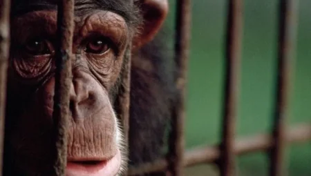 Hayvanlar Zihinsel Hastalık Yaşar mı? Uzmanlar Neler Söylüyor?