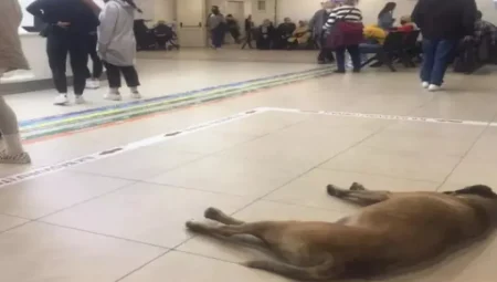 Sağlık tesislerinde sahipsiz hayvan sorunu çözülüyor: Bakanlık harekete geçti