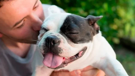 Köpekler, İnsanlar Gibi, Göz Kırpışıyla Bağ Kurabiliyor