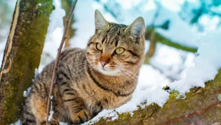Rüyada Kedi Görmek: Sezgiler mi, Gizli Düşmanlar mı? Anlamı ve Yorumları