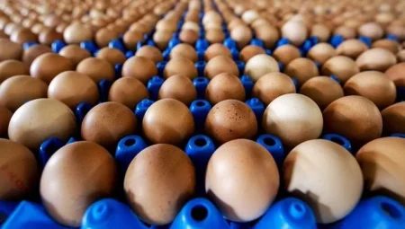 ABD, kuş gribi nedeniyle Türkiye’den 22 bin ton yumurta alacak