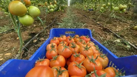 Antalya’da Güncel Sebze ve Meyve Fiyatları Açıklandı: En Pahalı ve En Ucuz Ürünler