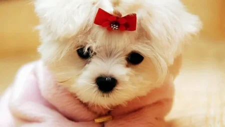 Rüyada Yavru Köpek Görmek: Sevgi, Sadakat ve Yeni Başlangıçların İşareti mi?