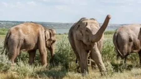 Fillerin Koku Alma Duyusu Köpeklerden Daha Güçlü Çıktı!