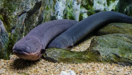 Elektrikli Yılan Balıkları 600 Volt Üretebilir! Doğadaki Canlı Bir Jeneratör
