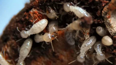 Termitler İnsanlardan Daha Fazla Karbondioksit Üretiyor! Küçük Canlıların Büyük Etkisi