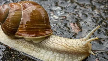 Salyangozlar 3 Yıla Kadar Uyuyabilir! Bu Uzun Uyku Onlara Nasıl Fayda Sağlıyor?