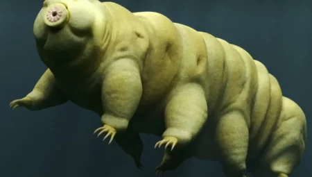 Tardigradlar Uzay Boşluğunda Hayatta Kalabiliyor! Bilim İnsanlarını Şaşırtan Mikro Canlı