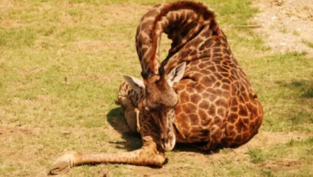 Zürafalar Günde Sadece 2 Saat Uyuyor! Hayatta Kalmak İçin Neden Bu Kadar Az Dinleniyorlar?