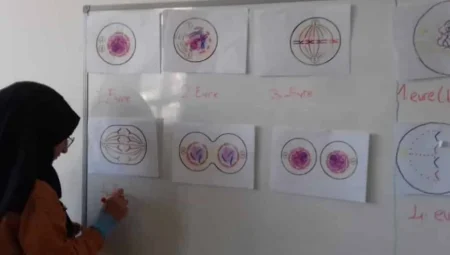 Mayoz Bölünmenin Canlılar Üzerindeki Etkileri: Genetik Çeşitlilik ve Evrim Açısından Önemi