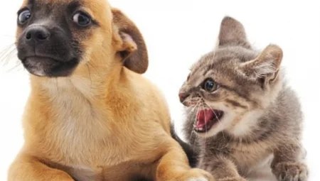 Kediler ve Köpekler Gerçekten Geçmişlerini Hatırlıyorlar mı?