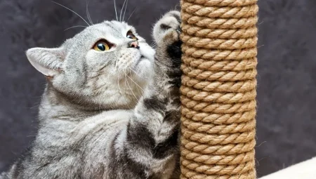 Kediler Neden Mobilyaları Tırmalar? Bilimsel Araştırma Stresle Bağlantıyı Ortaya Koydu