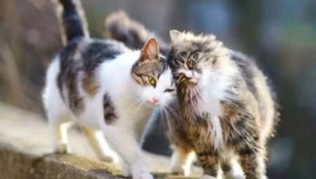 Kediler mart ayında neden daha fazla çiftleşiyor? Bilimsel açıklama!