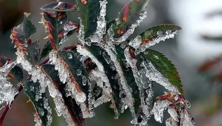 Ankara Valiliği’nden Zirai Don Uyarısı: Çiftçiler Dikkat!