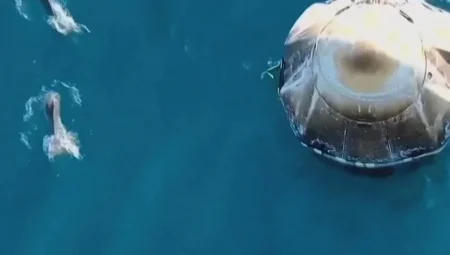 NASA Astronotları Dünya’ya Dönerken Yunus Sürüsü Tarafından Karşılandı!