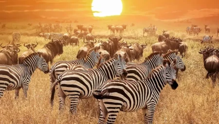 Güney Afrika’da Hayvanların Oy Kullanabileceği Konsept Seçim: İlginç Bir Demokrasi Denemesi