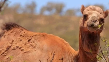 Avustralya’da Deve Nüfusu İnsanlardan Daha Hızlı Artıyor: Doğal Dengeyi Tehdit Ediyor