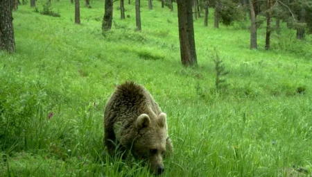Kanada’da Şehirde Ayı Görmek Yaygın Bir Olay: Şehir Merkezi Dahi Ayılarla Paylaşılıyor