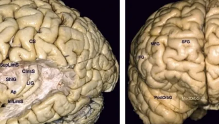 İkiye Bölünen Zihin: Beynin Lobları Ayrıldığında Ortaya Çıkan Şaşırtıcı Gerçeklik