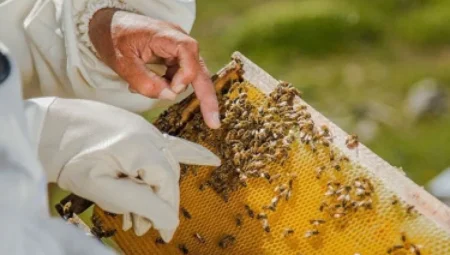 Arılar Küresel Isınmadan Kaçıyor: Ekosistem ve Bal Üretimi Tehlikede