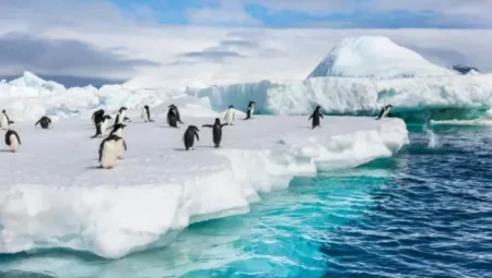 Antarktika’daki dev okyanus akıntısı 2050’ye kadar %20 yavaşlayabilir: Küresel iklim ve gıda zinciri risk altında