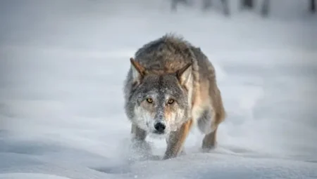 Avrupa’da Kurtlara Yönelik Av Yasağı Gevşetiliyor: ‘Dokunulmazlık’ Kaldırılıyor