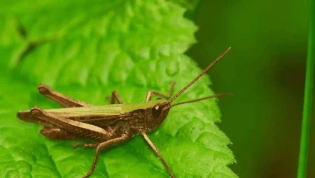 Sera üretiminde zararlı böcek tehlikesi: Domates tarlaları tehdit altında