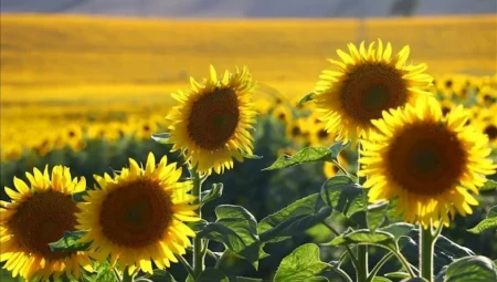 Ayçiçeği üreticisine kötü haber: Alım fiyatı beklentinin altında kaldı