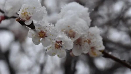 Zirai don uyarısı: Ege ve İç Anadolu’da mahsuller risk altında