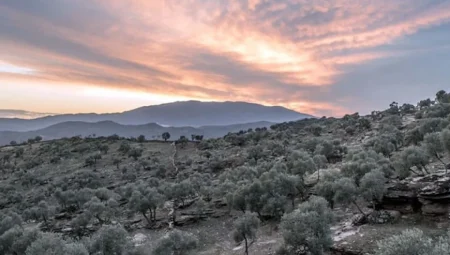 Zeytin üreticisi uyardı: Yeni yasayla binlerce zeytinlik madencilik tehdidi altında