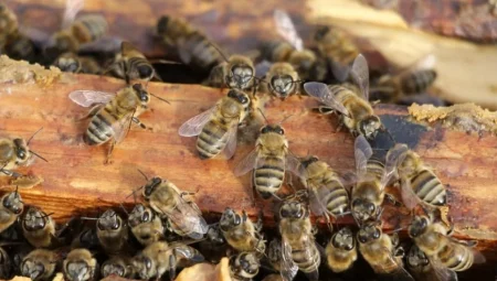 Arıcılara kötü sürpriz: İklim değişikliği nedeniyle bal verimi yüzde 40 azaldı