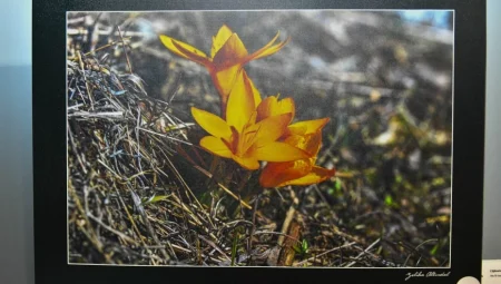 Ankara’da Baharın Renkli Habercisi: ‘Çiğdem Toyu’ Kültürel Şölenle Kutlandı
