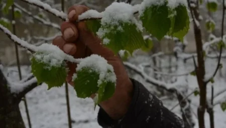 Türkiye’nin 36 Kentinde Zirai Don Felaketi: Kayısıdan Fındığa Ürünler Dondu, Çiftçiler Ne Yapacak?