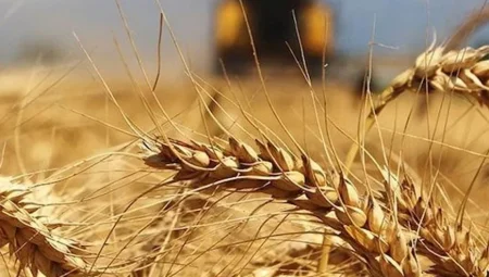 Yağışlar geç geldi ama etkili oldu: Hububat ve bakliyatta gelişim hızlandı