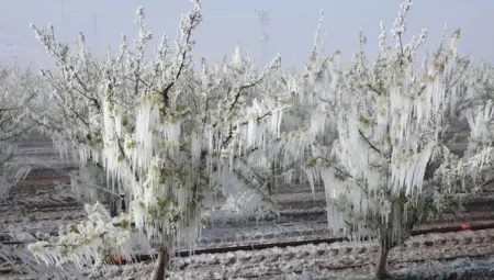 Tarım Bakanlığı’ndan 22 ilde çiftçilere afet desteği: ‘Don ve dolu zararı karşılanacak’