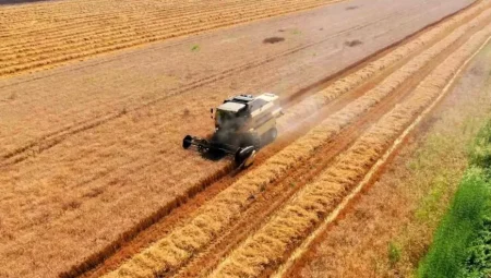Adana’da buğday hasadı başladı: Verim normalin üzerinde, fiyat belirsizliği sürüyor