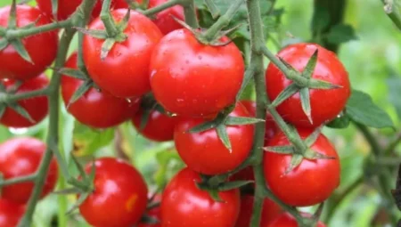 Antalya’da seralara dolu yağdı, domates ve biber üretimi risk altında