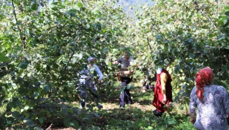 Ordu’da fındık hasadı için başvuru rekoru, 10 bin işçi ve 3 bin 100 üretici projeden yararlandı