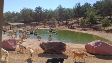 Gaziantep Büyükşehir Belediyesi’nden sokak hayvanları iddialarına sert yalanlama
