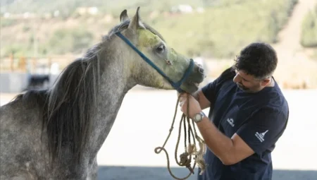 İzmir’de rehabilite edilen at ve eşekler çiftçilere ücretsiz olarak sahiplendiriliyor